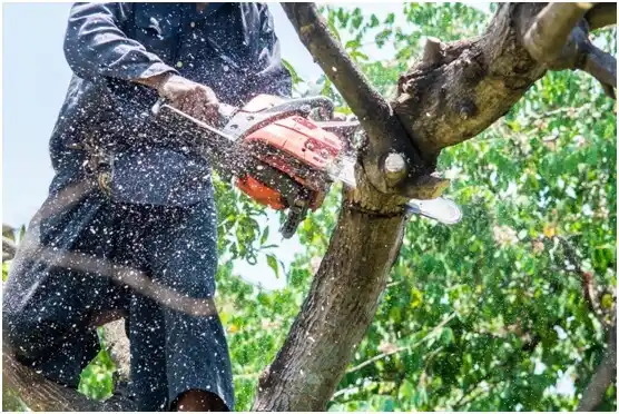 tree services Big Beaver